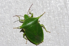 Vitellus orientalis