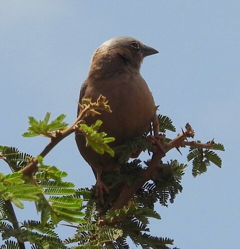 Grey-capped Social Weaver (Pseudonigrita arnaudi), photo 9
