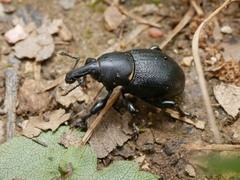 Liparus coronatus