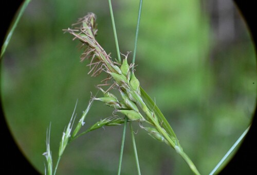 Carex hendersonii, photograph 6