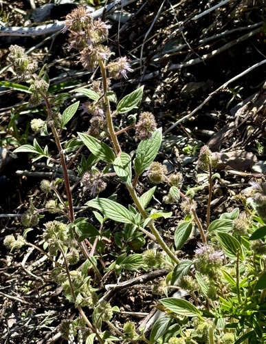 Phacelia mutabilis, photograph 1
