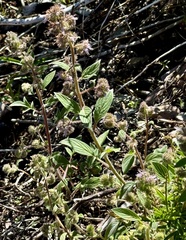 Phacelia mutabilis