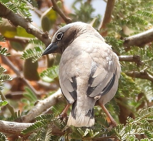 Grey-capped Social Weaver (Pseudonigrita arnaudi), photo 10