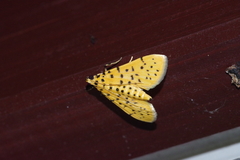 Conogethes punctiferalis