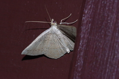 Plesiomorpha punctilinearia