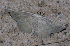 Plesiomorpha punctilinearia
