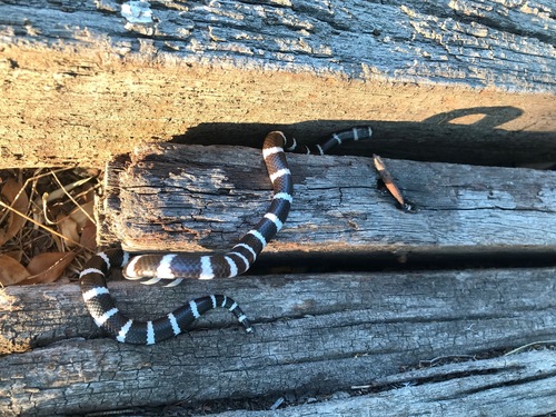 Eastern Bandy Bandy sighting