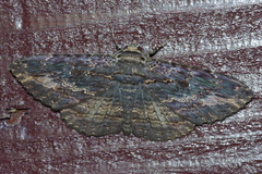 Anisoneura salebrosa
