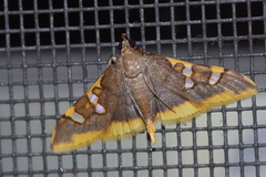 Prophantis adusta