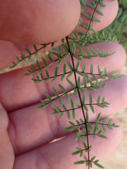 Pellaea mucronata mucronata