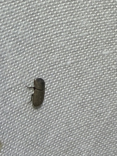 Ataenius imbricatus