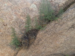 Pellaea mucronata mucronata