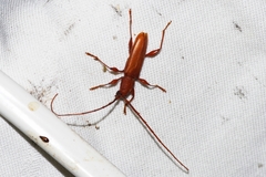 Allotraeus insularis