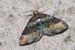 Melanthia catenaria