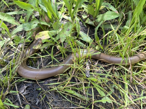 iNaturalist observation photo of Northern Rubber Boa