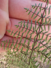 Pellaea mucronata mucronata