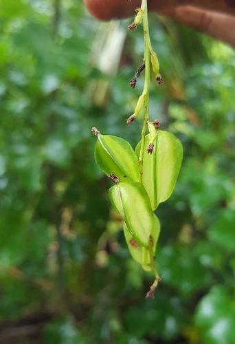 Dioscorea seriflora