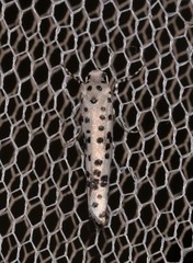 Yponomeuta internellus