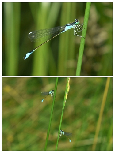 Blue-tailed Damselfly