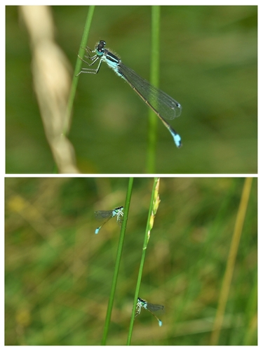 Blue-tailed Damselfly