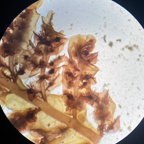 Delesseria decipiens observed 2026-05-20