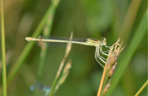 Blue Featherleg