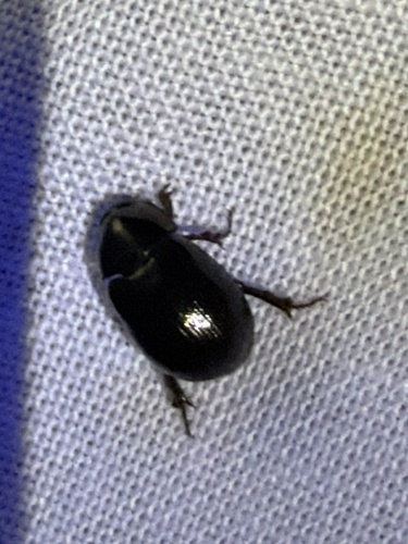 Illiger's Scavenger Scarab