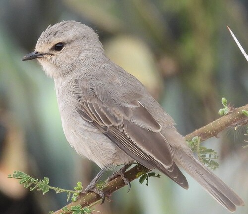 African Grey Flycatcher (Bradornis microrhynchus), photo 8