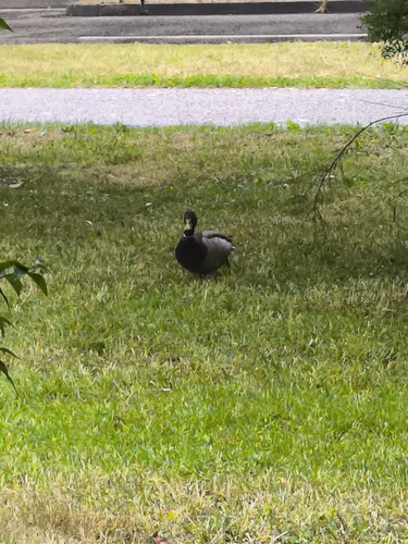 Mallard