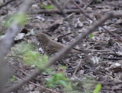 Turdus philomelos
