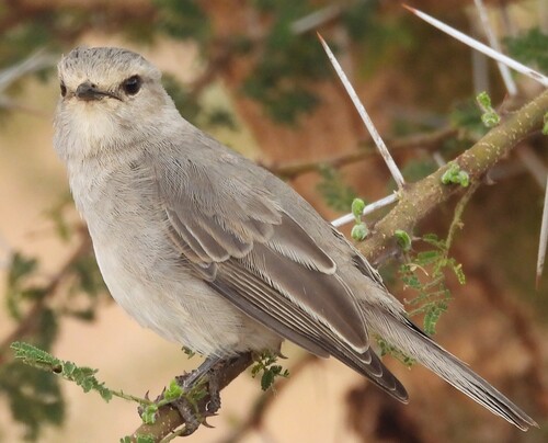 African Grey Flycatcher (Bradornis microrhynchus), photo 9