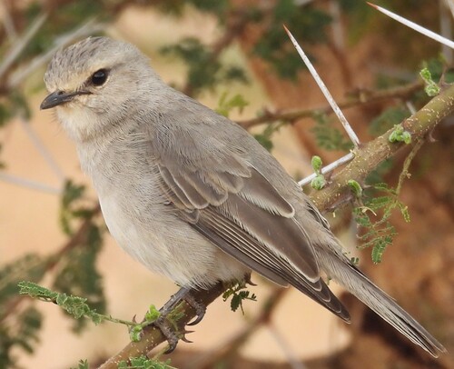 African Grey Flycatcher (Bradornis microrhynchus), photo 10