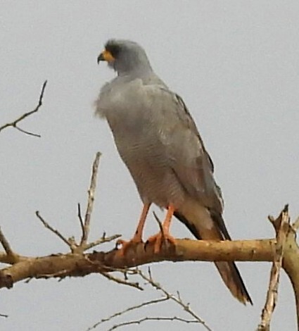 Eastern Chanting Goshawk (Melierax poliopterus), photo 1