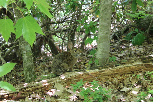 Appalachian Cottontail observed by jbjordan