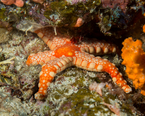 Photo of Necklace sea star (Fromia monilis)
