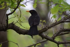 Turdus merula