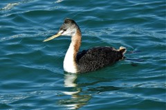 Podiceps major