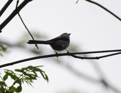 Aegithalos caudatus