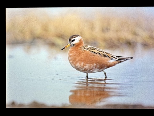 Red Phalarope