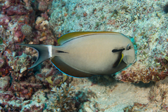 Epaulette Surgeonfish photo 3