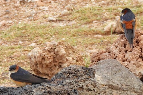 African Red-rumped Swallow (Cecropis melanocrissus), photo 9