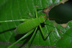 Psyrana ryukyuensis