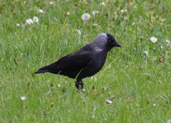 Corvus monedula