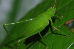 Psyrana ryukyuensis