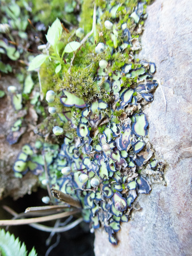 Cliff Waxwort