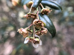 Prinsepia scandens