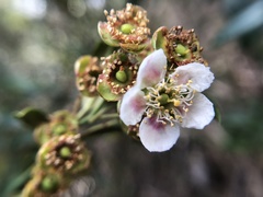 Prinsepia scandens