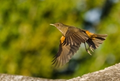 Turdus rufiventris