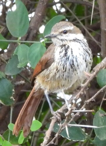 Spotted Palm Thrush (Cichladusa guttata)