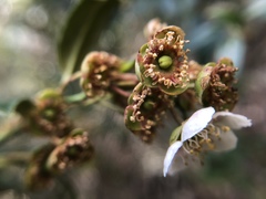 Prinsepia scandens